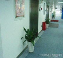 廣州綠植 價格、批發(fā)與廠家指南，及花卉綠植租借與代管理服務(wù)