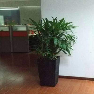 天津谷鑫亞泰花卉 綠植租賃、租擺服務(wù)與室內(nèi)花卉設(shè)計(jì)專家