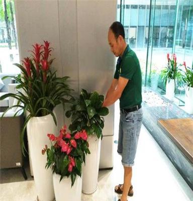 室內(nèi)綠植花卉租賃 為深圳辦公室注入自然活力，租綠植就找惜花花卉